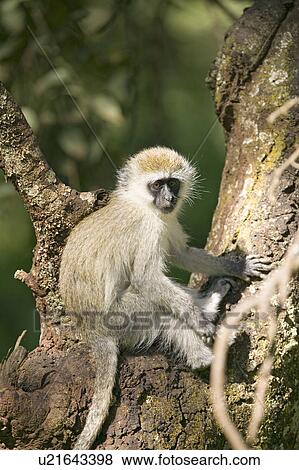 Stock Photo - Vervit Monkey sitting in tree outside of Lewa Wildlife Conservancy, North Kenya, Africa. Fotosearch