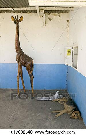 Stock Image - Wooden Giraffe looks over sleeping dog on the way to the Great Rift Valley, Kenya, Africa. Fotosearch