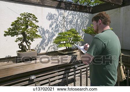 Artist draws Japanese Bonsai tree in National Arboretum, Washington D. C. View Large Photo Image Stock Image - Artist draws Japanese Bonsai tree in National Arboretum, Washington D. C.. Fotosearch