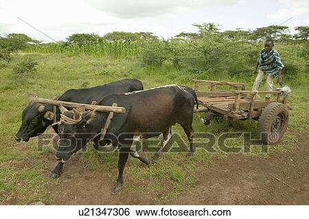 Stock Photograph - Boy rides on cart with ox at the Lewa Wildlife Conservancy, North Kenya, Africa. Fotosearch