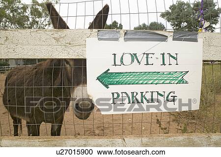 Stock Image - Donkey and fence with sign for directions to wedding parking, Ojai, CA. Fotosearch