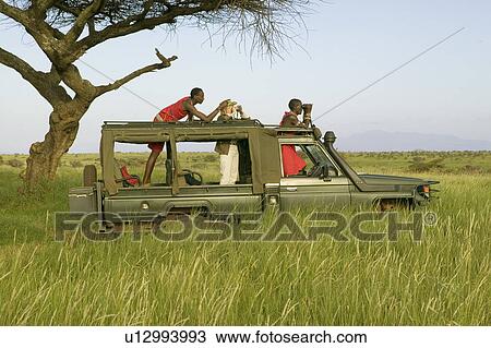 Masai scouts and tourist look for animals from a Landcruiser during a game drive at the Lewa Wildlife Conservancy in North Kenya, Africa View Large Photo Image Stock Image - Masai scouts and tourist look for animals from a Landcruiser during a game drive at the Lewa Wildlife Conservancy in North Kenya, Africa. Fotosearch
