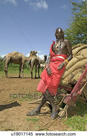 Portrait of Masai Warrior safari guide in traditional red toga and his camels at Lewa Wildlife Conservancy in North Kenya, Africa View Large Photo Image Stock Photography - Portrait of Masai Warrior safari guide in traditional red toga and his camels at Lewa Wildlife Conservancy in North Kenya, Africa. Fotosearch