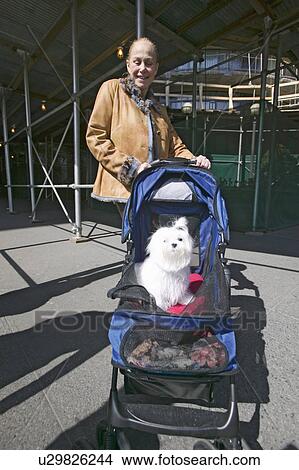 Picture - Woman takes white dog in baby buggy for a walk down Central Park in Manhattan, New York City, New York. Fotosearch