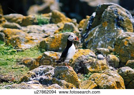 lighthouse located at IsleOfMayPuffin, Scotland View Large Photo Image Picture - lighthouse located at IsleOfMayPuffin, Scotland. Fotosearch