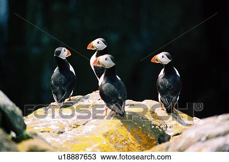Stock Image - lighthouse located at IsleOfMayPuffin, Scotland. Fotosearch
