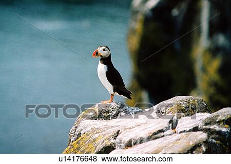 lighthouse located at IsleOfMayPuffin, Scotland View Large Photo Image Stock Photo - lighthouse located at IsleOfMayPuffin, Scotland. Fotosearch