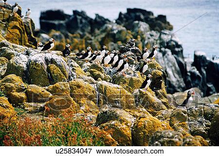 Stock Photo - lighthouse located at IsleOfMayPuffin, Scotland. Fotosearch