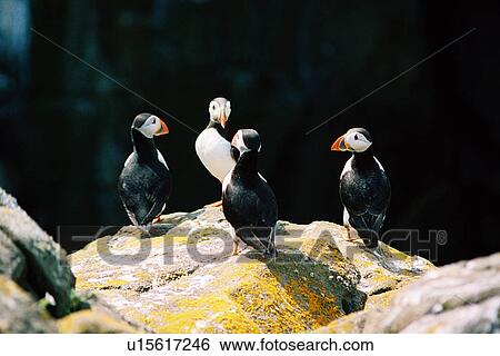 Stock Photograph - lighthouse located at IsleOfMayPuffin, Scotland. Fotosearch