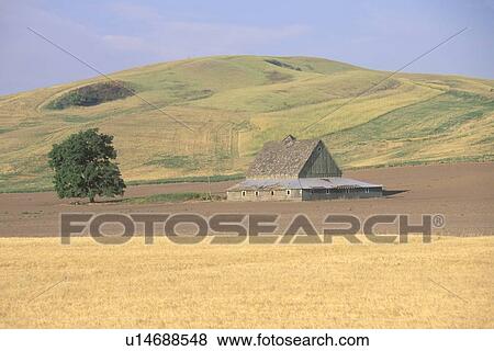 A barn and wheat field at the bottom of a hill View Large Photo Image Stock Photo - A barn and wheat field at the bottom of a hill. Fotosearch