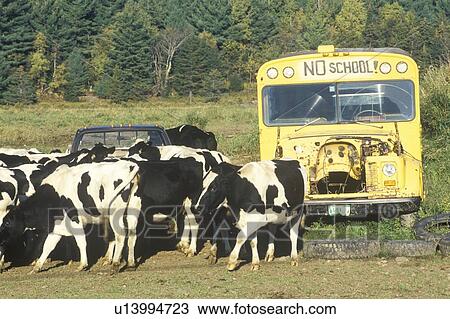 A herd of cows grazing close to an out of service schoolbus View Large Photo Image Stock Image - A herd of cows grazing close to an out of service schoolbus. Fotosearch