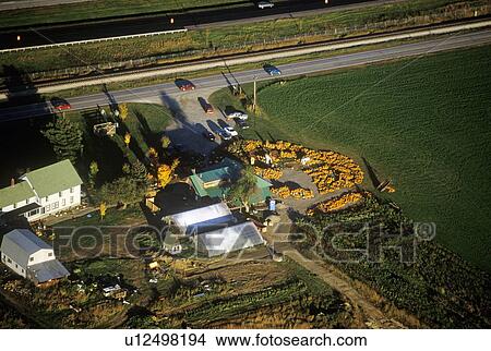 Picture - Aerial view of pumpkin patch. Fotosearch