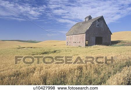 Stock Photo - An old barn in a wheat field with a blue sky. Fotosearch