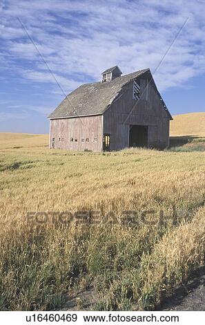 An old barn in a wheat field with a blue sky View Large Photo Image Stock Photo - An old barn in a wheat field with a blue sky. Fotosearch