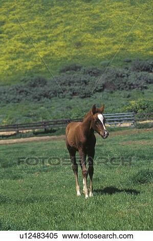 Arabian Colt in Spring field View Large Photo Image Stock Photography - Arabian Colt in Spring field. Fotosearch