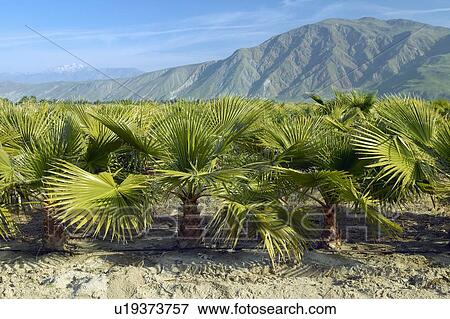 Baby palm trees growing in palm tree farm View Large Photo Image Stock Photo - Baby palm trees growing in palm tree farm. Fotosearch