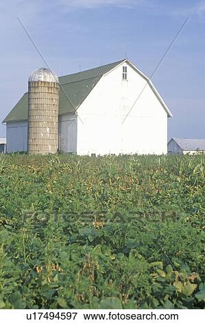 Barn and silo in middle of corn field View Large Photo Image Stock Photo - Barn and silo in middle of corn field. Fotosearch