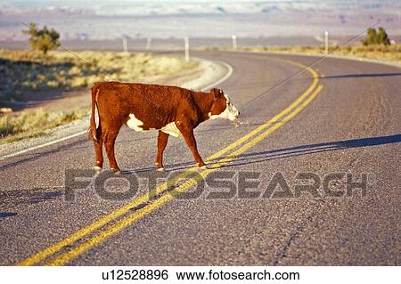 Beef cow crossing highway, open range farming View Large Photo Image Stock Photograph - Beef cow crossing highway, open range farming. Fotosearch