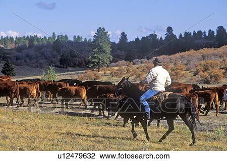 Stock Image - Cattle drive. Fotosearch