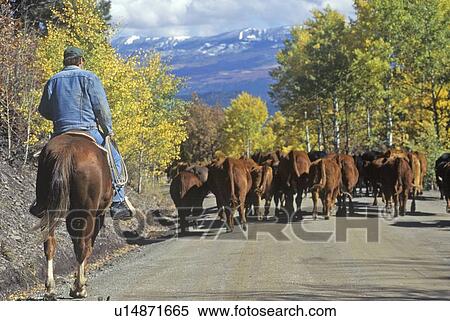 Cattle drive View Large Photo Image Stock Photography - Cattle drive. Fotosearch