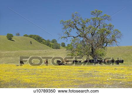 Stock Image - Cattle under tree in spring. Fotosearch