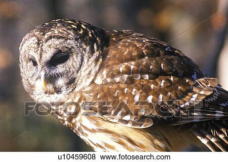 Stock Photo - Close-up of Barn Owl. Fotosearch