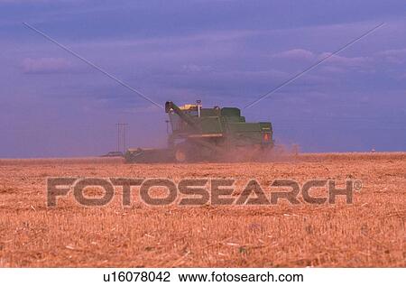 Stock Image - Combine harvesting. Fotosearch