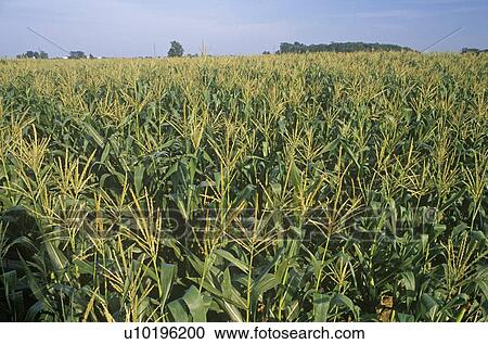 Stock Image - Corn field. Fotosearch