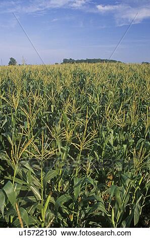 Corn field View Large Photo Image Stock Image - Corn field. Fotosearch