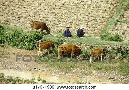 Farmers in the field in Kunming, People's Republic of China View Large Photo Image Stock Photograph - Farmers in the field in Kunming, People's Republic of China. Fotosearch
