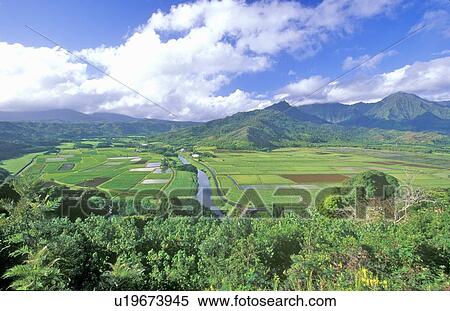 Stock Photography - Fields of Taro. Fotosearch