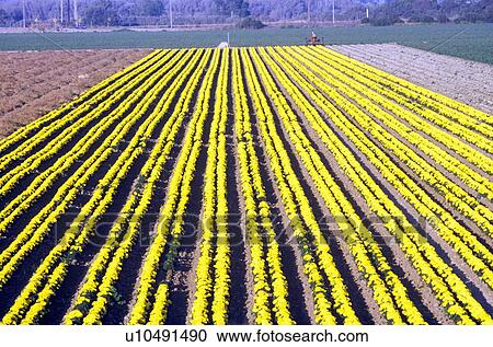 Flower farm View Large Photo Image Stock Image - Flower farm. Fotosearch