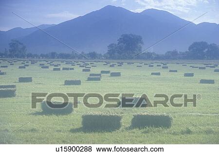 Stock Photo - Haystacks. Fotosearch