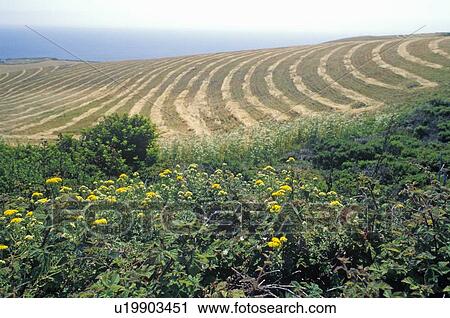 Mowed fields juxtaposed against wildflowers View Large Photo Image Stock Image - Mowed fields juxtaposed against wildflowers. Fotosearch