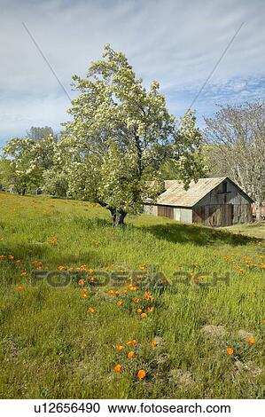 Old barn next to a colorful bouquet of spring flowers and California Poppies View Large Photo Image Stock Image - Old barn next to a colorful bouquet of spring flowers and California Poppies. Fotosearch