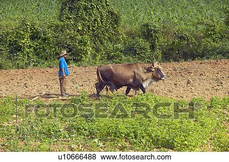 Stock Photo - Oxen and man plow field in central Cuba. Fotosearch