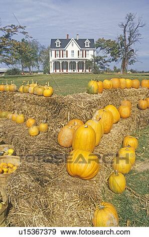 Stock Photo - Pumpkins in Front of a House. Fotosearch