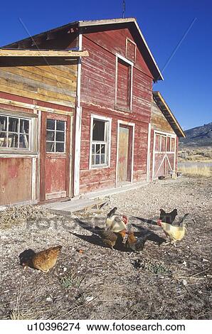 Red barn with chickens in yard View Large Photo Image Picture - Red barn with chickens in yard. Fotosearch