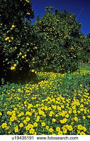 Spring flowers View Large Photo Image Stock Image - Spring flowers. Fotosearch