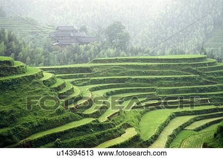 Stock Image - Terraced rice fields, Longshen near Guilin, Guangxi Province, People's Republic of China. Fotosearch