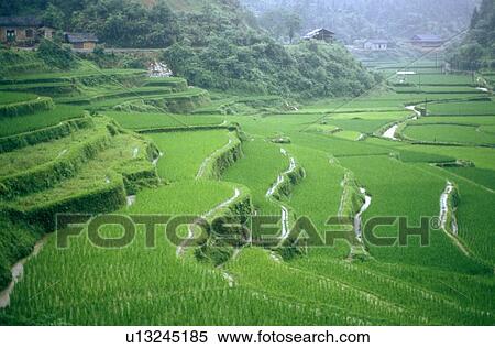 Terraced rice fields, Longshen near Guilin, Guangxi Province, People's Republic of China View Large Photo Image Stock Photography - Terraced rice fields, Longshen near Guilin, Guangxi Province, People's Republic of China. Fotosearch