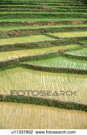 Terraced rice paddies in Kunming, People's Republic of China View Large Photo Image Stock Image - Terraced rice paddies in Kunming, People's Republic of China. Fotosearch