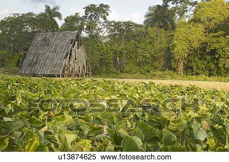 Tobacco leaves growing in sun near tobacco barn in central Cuba View Large Photo Image Stock Photography - Tobacco leaves growing in sun near tobacco barn in central Cuba. Fotosearch