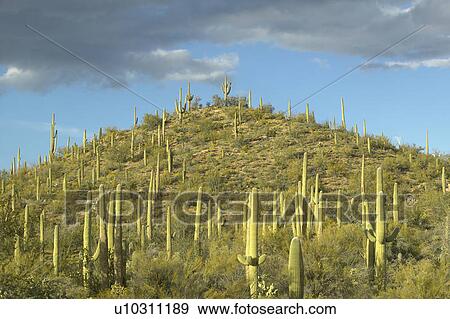 Stock Photo - A pyramid of giant Sonoran saguaro cactus and white puffy clouds at sunset. Fotosearch