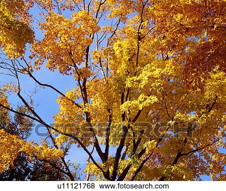Autumn colors in Washington DC View Large Photo Image Stock Photo - Autumn colors in Washington DC. Fotosearch