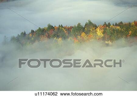 Stock Image - Autumn Trees in the Mist. Fotosearch