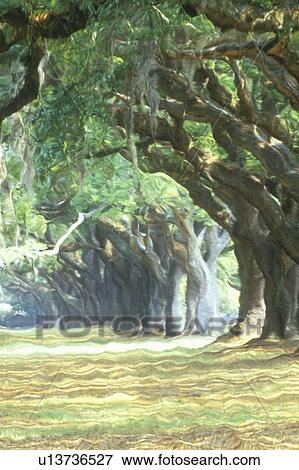 Stock Photo - Canopy of Trees. Fotosearch