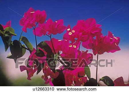 Close up of bougainvillea in bloom View Large Photo Image Stock Image - Close up of bougainvillea in bloom. Fotosearch