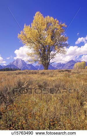 Cottonwood Tree View Large Photo Image Stock Image - Cottonwood Tree. Fotosearch