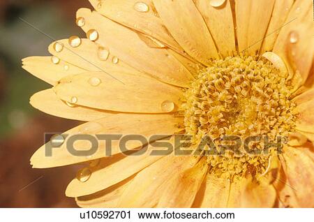 Stock Image - Detail of Zinnia in spring. Fotosearch